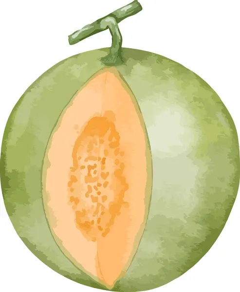 Meloenen Fruit Aquarel Illustratie Geïsoleerd Element — Stockvector