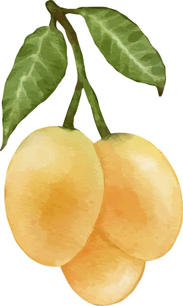 Fruta Ciruela Mariana Acuarela Ilustración Elemento Aislado — Vector de stock