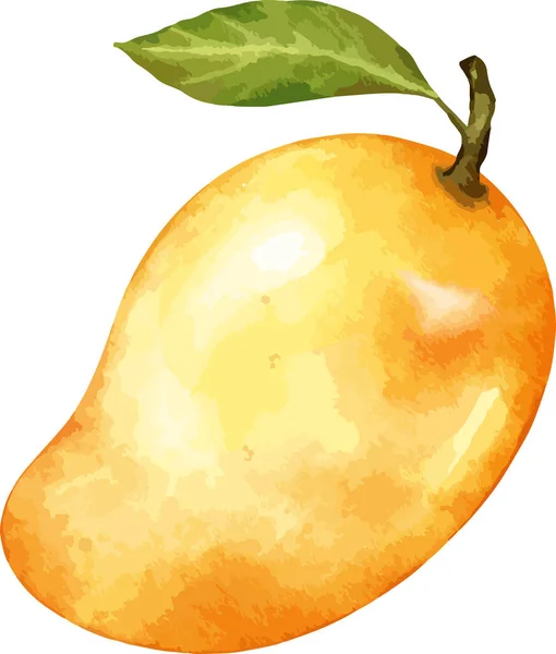 Mango Frucht Aquarell Illustration Isoliertes Element — Stockvektor