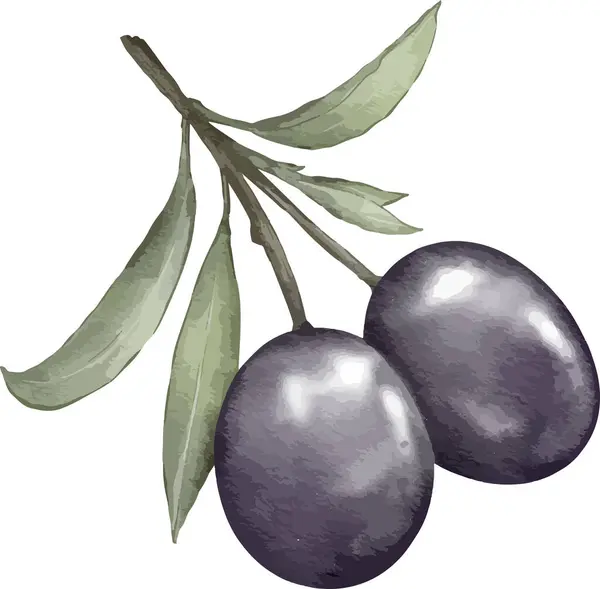 Olivfrukt Akvarell Illustration Isolerat Element — Stock vektor
