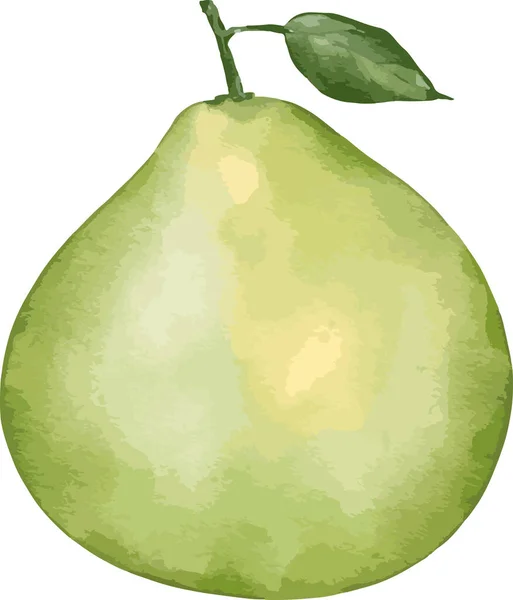 Pomelo Φρούτα Ακουαρέλα Απεικόνιση Απομονωμένο Στοιχείο — Διανυσματικό Αρχείο