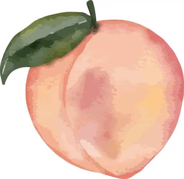 Perzik Fruit Aquarel Illustratie Geïsoleerd Element — Stockvector