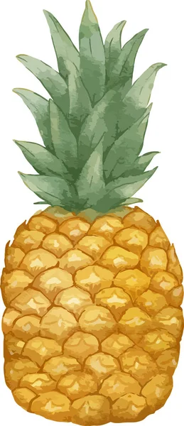 Ananas Owoce Akwarela Ilustracja Pojedynczy Element — Wektor stockowy