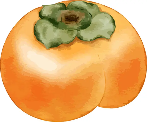 Persimmon Frukt Akvarell Illustration Isolerat Element — Stock vektor
