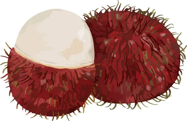Rambutan Fruta Aquarela Ilustração Elemento Isolado — Vetor de Stock