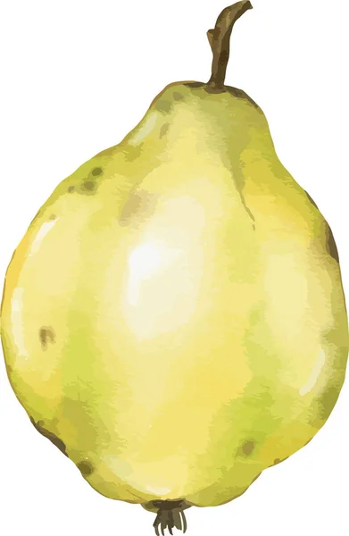 Membrillo Fruta Acuarela Ilustración Elemento Aislado — Archivo Imágenes Vectoriales