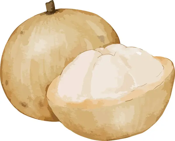 Santol Fruta Aquarela Ilustração Elemento Isolado —  Vetores de Stock