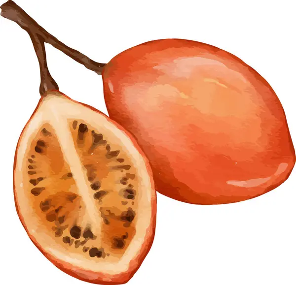 Tamarillo Απεικόνιση Ακουαρέλα Φρούτων Απομονωμένο Στοιχείο — Διανυσματικό Αρχείο