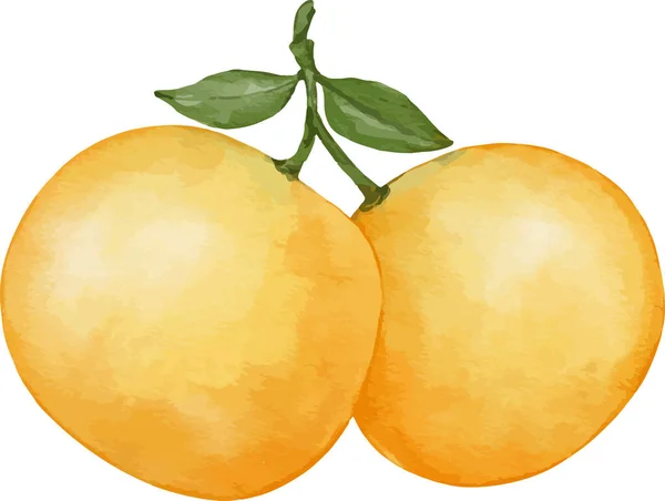 Tangeriner Frukt Akvarell Illustration Isolerat Element — Stock vektor