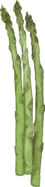 Elemento Isolato Illustrazione Acquerello Asparagi — Vettoriale Stock