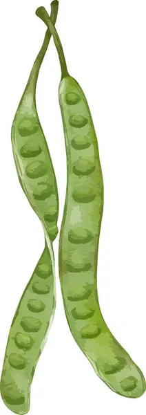 苦い豆の水彩のイラスト 隔離された要素 — ストックベクタ