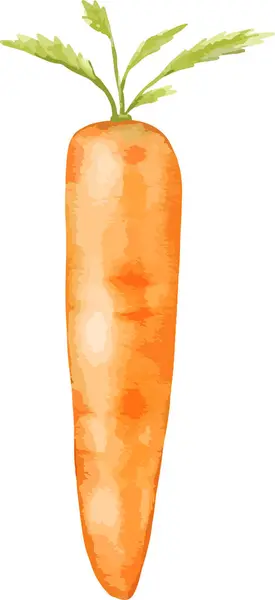 Zanahoria Acuarela Ilustración Elemento Aislado — Vector de stock