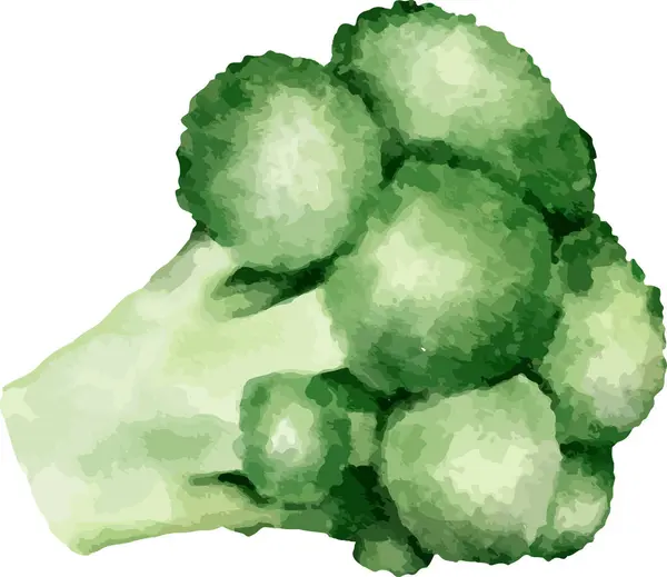 Ilustrasi Cat Air Brokoli Elemen Terisolasi - Stok Vektor