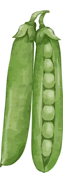 緑のエンドウォーターカラーイラスト 単離された要素 — ストックベクタ