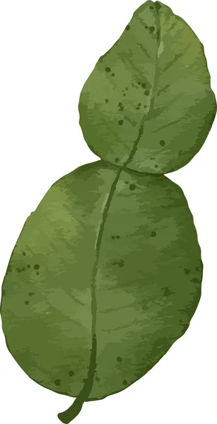 Kaffir Ασβέστη Φύλλα Ακουαρέλα Απεικόνιση Απομονωμένο Στοιχείο — Διανυσματικό Αρχείο