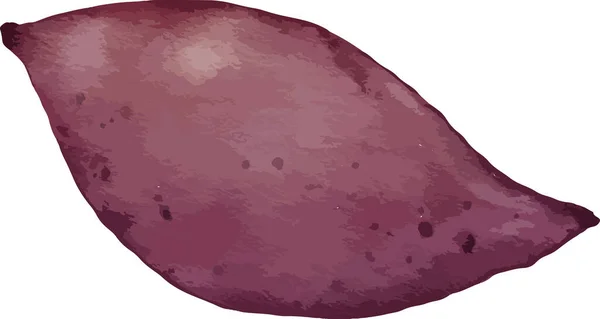 Sweet Potato Watercolor Illustration Isolated Element — Stock Vector