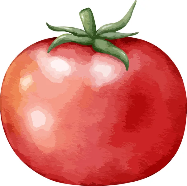 Tomate Aquarelle Illustration Élément Isolé — Image vectorielle