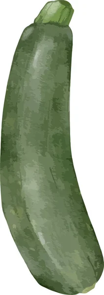 Zucchini水彩画分离元素 — 图库矢量图片