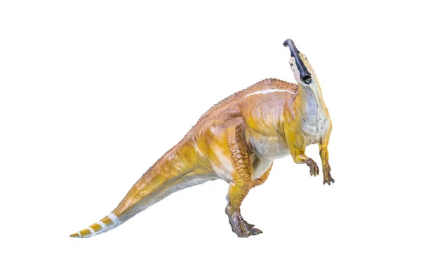 Parasaurolophus恐龙隔离背景 — 图库照片