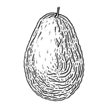 El çizimi avokado çizimi. Oymalı olarak olgun meyve eskizi. Beyaz arka planda çiğ taze sebze. Sağlıklı vejetaryen gıda vektörü çizimi. 