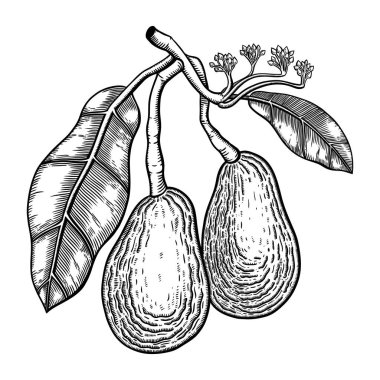 Klasik avokado çizimi. Çiçekler, yapraklar ve iki meyve içeren dekoratif bir dal. Beyaz arka planda izole edilmiş egzotik bitki çizimi. Sağlıklı vejetaryen yemek eskizi..