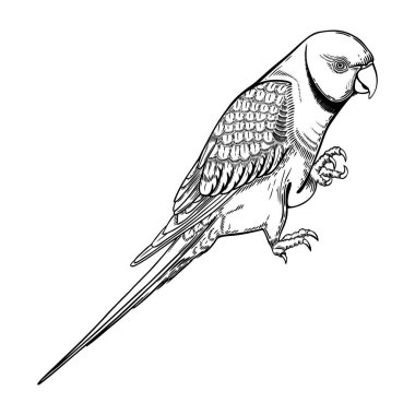 Gül halkalı muhabbet kuşu. Halka boyunlu muhabbet kuşu. Kızılderili bir papağan. İşlemeli güzel yeşil papağan. El çizimi vahşi kuş çizimi beyaza izole edilmiş