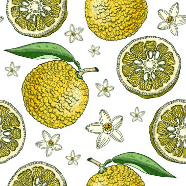 Decorative yuzu background. Sketched fruit, leaves, and flowers texture in engraving style. Hand-drawn citrus plant seamless pattern in color. Asian citron botanical design for print. 