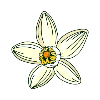 Hand-drawn yuzu flower illustration in color. Floral vector element in engraving style. Citrus fruit flower isolated on white background. Delicate botanical drawing line art