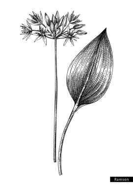 Ramsons flower sketch in engraved style. Floral branch with buds and leaves. Black contoured wild garlic drawing. Botanical vector illustration of spring woodland plant isolated on white background