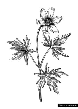 Wood anemone flower sketch in engraved style. Floral branch with buds and leaves. Black contoured buttercup drawing. Botanical vector illustration of spring woodland plant isolated on white background