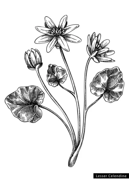 Менший Ескіз Квітки Чистотілу Гравірованому Стилі Квіткова Гілка Бруньками Листям — стоковий вектор