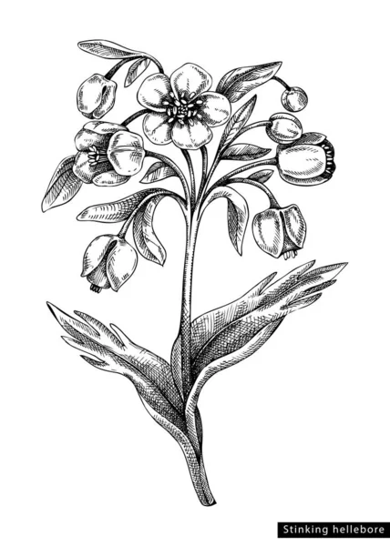 Квітковий Ескіз Hellebore Гравірованому Стилі Квіткова Гілка Бруньками Листям Чорний — стоковий вектор