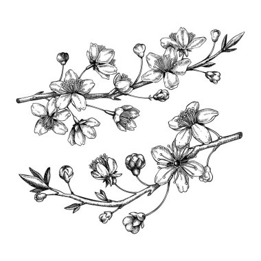 Cherry blossom sketch in engraved style. Two flowering branch with flowers and leaves. Black contoured sakura drawing. Botanical vector illustration of spring tree isolated on white background
