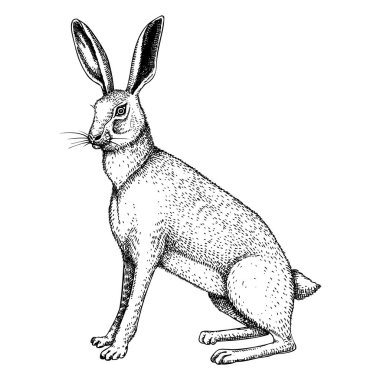 Wild hare illustration. Sitting forest animal with long ears black outline. Cute jack rabbit sketch. Mammal character vector illustration isolated on white background