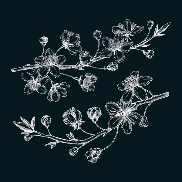 Cherry Blossom Sketch Engraved Style Flowering Branch Flowers Leaves Two — Stockový vektor