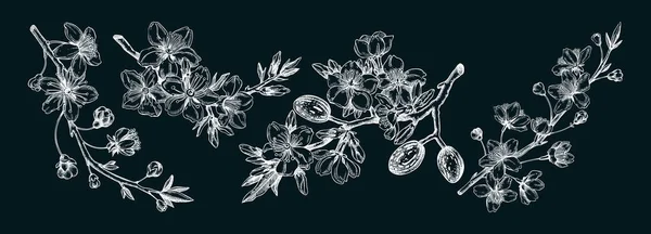 Flowering Branch Flowers Leaves Set Cherry Almond Flowers Sketches Engraved — Stockový vektor