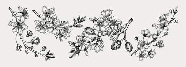 Flowering Branch Buds Leaves Set Cherry Almond Flowers Sketches Engraved — Stockový vektor