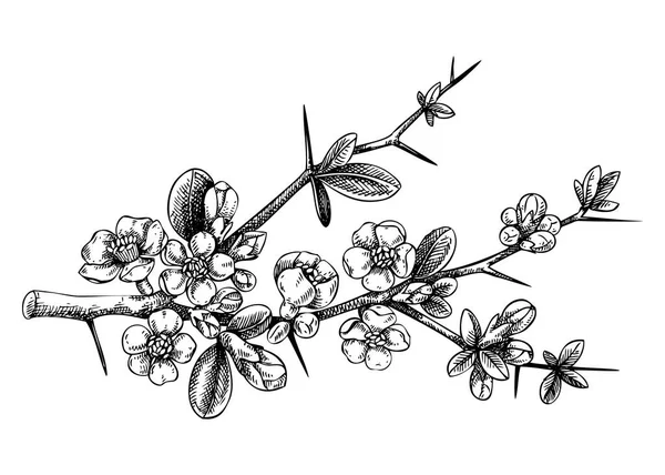 Japanese flowering quince sketch in engraved style. Flowering branch with flowers and leaves. Black floral fruit tree drawing. Botanical vector illustration of spring plan isolated on white background