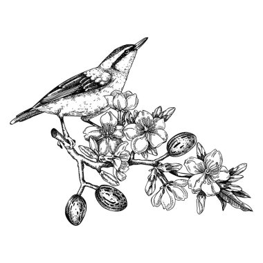 Nuthatch sitting on flowering almond branch sketch. Vector spring garden illustration. Hand drawn passerine bird singing on blooming tree with nuts, leaves and flowers in sketched style for print