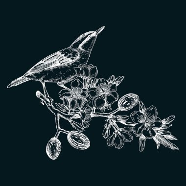 Nuthatch sitting on flowering almond branch sketch. Vector spring garden illustration on chalkboard. Hand drawn passerine bird singing on blooming tree with nuts, leaves and flowers design