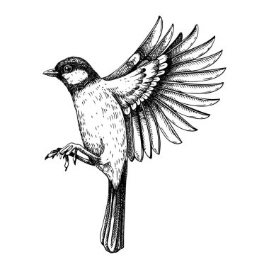 Great tit  vector sketch. Hand drawn wildlife illustration in engraved style. Passerine bird isolated on white background. Black and white flying  tit drawing for print, poster, card, cover.