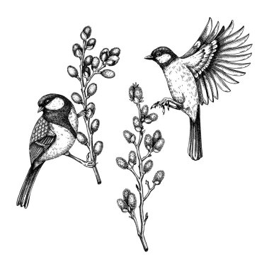 Vector spring sketches set. Two great tit on blooming willow branches illustration. Hand drawn wildlife design in engraved style. Passerine bird and flowers isolated on white background for print