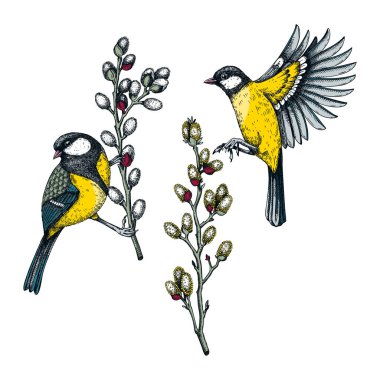 Colorful spring illustrations set. Two great tits on willow branches in sketched style. Hand drawn passerine bird and flowers sketches. Hand drawn wildlife illustration isolated on white background