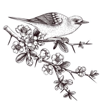 Yellow warbler sitting on blooming Japanese quince branch illustration. Songbird vector sketch isolated on white background. Hand drawn spring card or invitation design with flowers in engraved style 