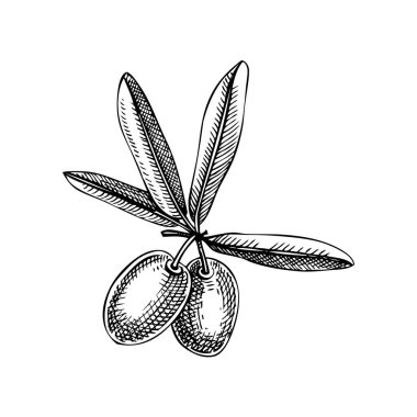 Hand drawn olive tree branch with leaves and fruit sketch isolated on white background. Olive tree twig botanical drawings in engraved style. Vector food illustration for oil packaging design