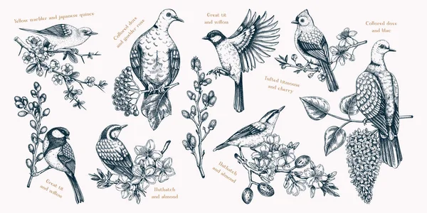 Fondo Jardín Primavera Estilo Vintage Sin Costuras Con Pájaros Flores — Archivo Imágenes Vectoriales