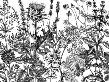 Sketched herbs, flowers, weeds, meadows background. Medicinal plants vintage illustration for cosmetics, perfumery, medicine, packaging. Herbal tea ingredients banner. Medicinal herbs sketch design. clipart