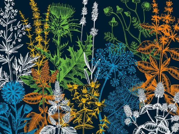 Окрашенные Травы Цветы Сорняки Луга Фон Лекарственные Растения Винтажная Иллюстрация — стоковый вектор