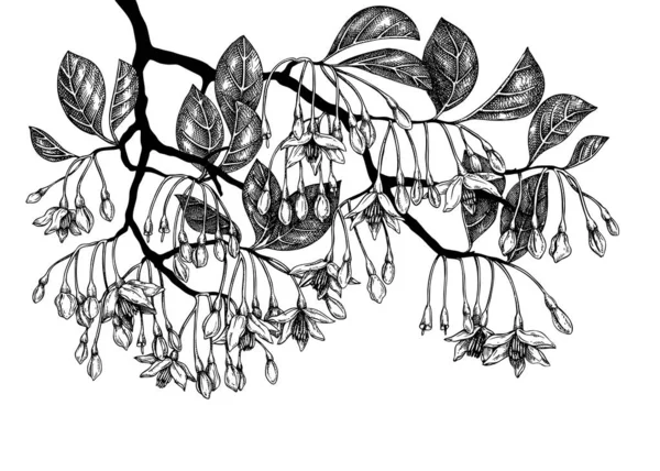 Illustrazione Disegnata Mano Styrax Fiore Isolato Sfondo Bianco Pianta Tropicale — Vettoriale Stock