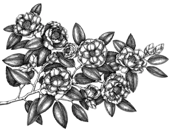 Handgetekende Japanse Camellia Vector Illustratie Geïsoleerd Witte Achtergrond Bloeiende Tak — Stockvector